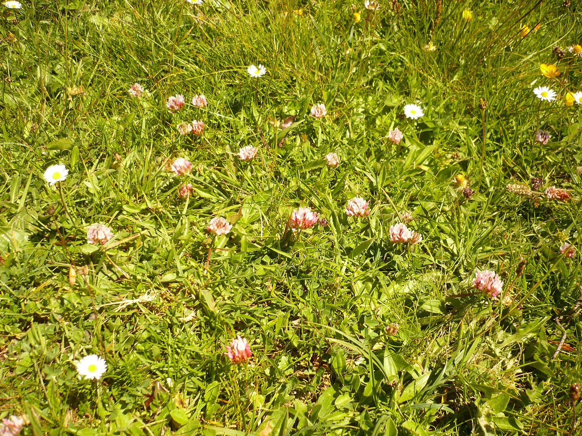 Trifolium thalii (Fabaceae)